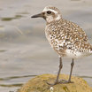 Black-bellied Plover